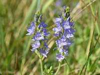 Veronica austriaca ssp teucrium 45, Brede ereprijs, Saxifraga-Sonja Bouwman  564. Brede ereprijs - Veronica austriaca ssp. teucrium - Plantaginaceae familie (i)