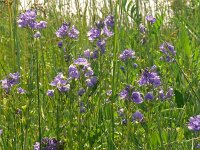 Veronica austriaca ssp teucrium 48, Brede ereprijs, Saxifraga-Hans Grotenhuis