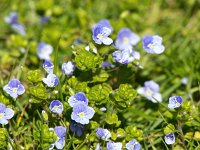 Veronica filiformis 19, Draadereprijs, Saxifraga-Bart Vastenhouw