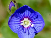 Veronica fruticans 12, Saxifraga-Sonja Bouwman  Rock speedwell - Veronica fruticans - Plantaginaceae familie; Alp Trider (Zw)