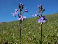 Veronica gentianoides 3, Gentiaanereprijs, Saxifraga-Ed Stikvoort