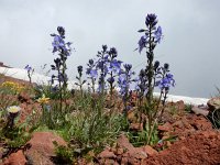 Veronica gentianoides 4, Gentiaanereprijs, Saxifraga-Ed Stikvoort