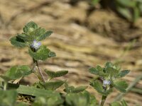 Veronica hederifolia 41, Klimopereprijs, Saxifraga-Willem van Kruijsbergen