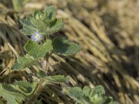 Veronica hederifolia 42, Klimopereprijs, Saxifraga-Willem van Kruijsbergen