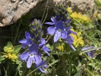 Veronica javalambrensis 2, Saxifraga-Willem van Kruijsbergen