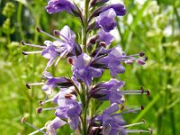 Veronica longifolia 24, Lange ereprijs, Saxifraga-Hans Grotenhuis