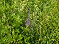 Veronica longifolia 25, Lange ereprijs, Saxifraga-Hans Grotenhuis