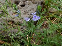 Veronica multifida