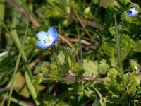 Veronica persica 22, Grote ereprijs, Saxifraga-Bart Vastenhouw