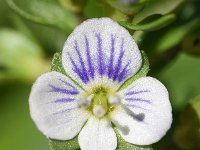 Veronica serpyllifolia 16, Tijmereprijs, Saxifraga-Sonja Bouwman