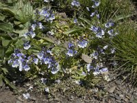 Veronica vadiniense 2, Saxifraga-Willem van Kruijsbergen