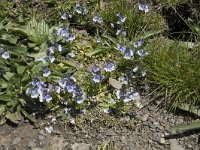 Veronica vadiniense 3, Saxifraga-Willem van Kruijsbergen