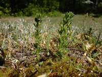 Veronica verna 6, Kleine ereprijs, Saxifraga-Ed Stikvoort