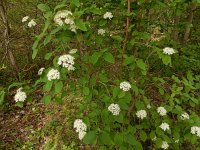 Viburnum lantana 19, Wollige sneeuwbal, Saxifraga-Ed Stikvoort