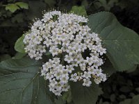 Viburnum lantana 22, Wollige sneeuwbal, Saxifraga-Ed Stikvoort