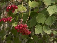 Viburnum opulus 33, Gelderse roos, Saxifraga-Willem van Kruijsbergen