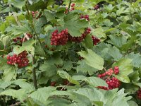 Viburnum opulus 34, Gelderse roos, Saxifraga-Willem van Kruijsbergen