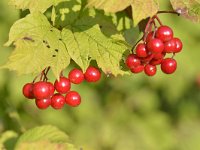 Viburnum opulus 36, Gelderse roos, Saxifraga-Tom Heijnen