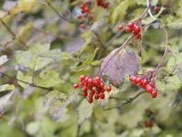 Viburnum opulus 38, Gelderse roos, Saxifraga-Tom Heijnen