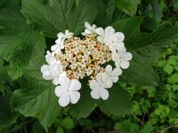 Viburnum opulus 39, Gelderse roos, Saxifraga-Hans Grotenhuis