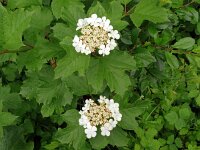 Viburnum opulus 40, Gelderse roos, Saxifraga-Hans Grotenhuis