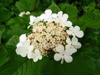 Viburnum opulus 41, Gelderse roos, Saxifraga-Hans Grotenhuis