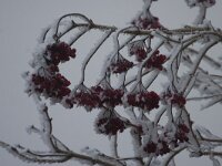 Viburnum opulus 42, Gelderse roos, Saxifraga-Jan Nijendijk