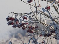Viburnum opulus 43, Gelderse roos, Saxifraga-Jan Nijendijk