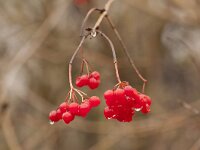 Viburnum opulus 44, Gelderse roos, Saxifraga-Jan Nijendijk