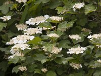 Viburnum opulus 45, Gelderse roos, Saxifraga-Jan Nijendijk