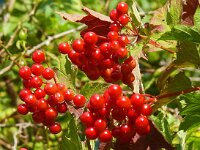 Viburnum opulus 48, Gelderse roos, Saxifraga-Hans Grotenhuis