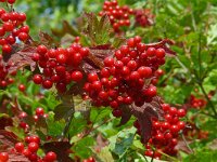 Viburnum opulus 49, Gelderse roos, Saxifraga-Hans Grotenhuis