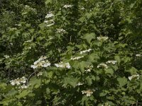Viburnum opulus 51, Gelderse roos, Saxifraga-Willem van Kruijsbergen