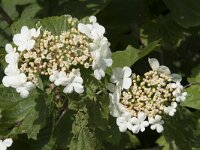 Viburnum opulus 52, Gelderse roos, Saxifraga-Willem van Kruijsbergen