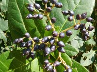 Viburnum tinus 19, Saxifraga-Hans Grotenhuis