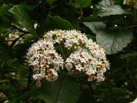Viburnum tinus ssp rigidum 22, Saxifraga-Hans Grotenhuis