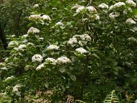 Viburnum tinus ssp rigidum 23, Saxifraga-Hans Grotenhuis