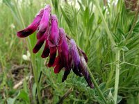 Vicia benghalensis 12, Saxifraga-Hans Grotenhuis