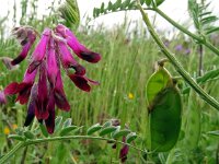 Vicia benghalensis 14, Saxifraga-Hans Grotenhuis