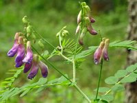 Vicia cassubica