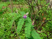 Vicia cassubica 2, Saxifraga-Hans Grotenhuis