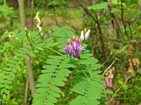 Vicia cassubica 3, Saxifraga-Hans Grotenhuis