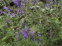 Vicia cracca 27, Vogelwikke, Saxifraga-Willem van Kruijsbergen