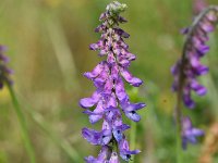 Vicia cracca 30, Vogelwikke, Saxifraga-Sonja Bouwman