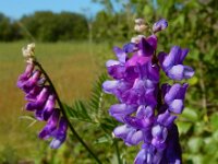 Vicia cracca 31, Vogelwikke, Saxifraga-Ed Stikvoort