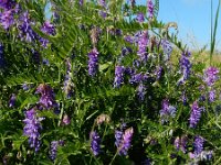 Vicia cracca 32, Vogelwikke, Saxifraga-Ed Stikvoort