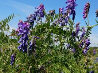 Vicia cracca 33, Vogelwikke, Saxifraga-Ed Stikvoort