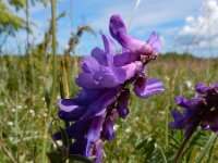 Vicia cracca 34, Vogelwikke, Saxifraga-Ed Stikvoort