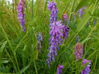 Vicia cracca 35, Vogelwikke, Saxifraga-Ed Stikvoort