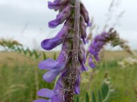 Vicia cracca 36, Vogelwikke, Saxifraga-Ed Stikvoort